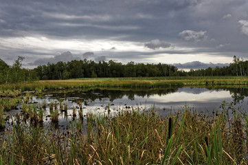 Grass grown in the small lake