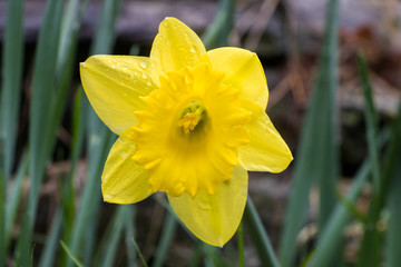 Yellow Daffodil after Rain
