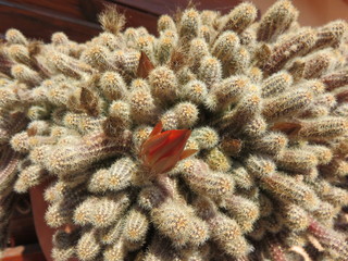 Chamaecereus Silvastri (pianta grassa)