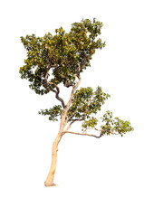 Great tree on white isolation