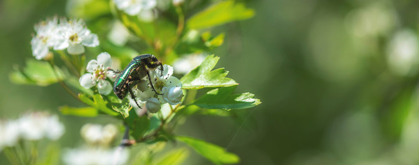 Gemeiner Rosenkäfer
