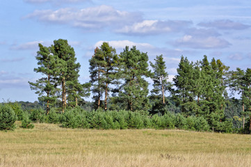Green trees near the paddy field