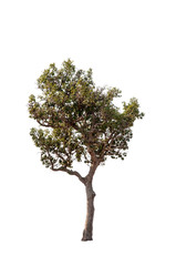 Great tree on white isolation