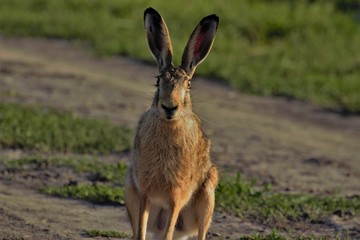 Watching rabbit