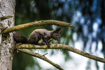 Eichhörnchen