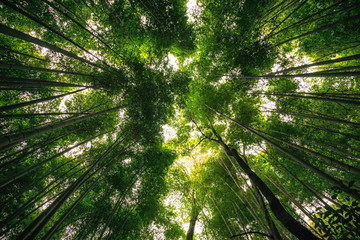 Obraz na płótnie Canvas arashiyama bamboo grove