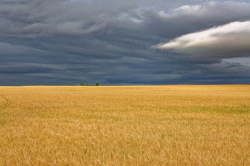 Golden leaves are spread over the ground