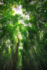 arashiyama bamboo grove