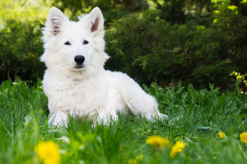 White shepherd puppy on green grass