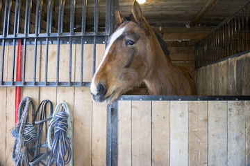 Brown horse in a stable with hanging ropes