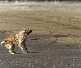 Dog Shaking Water Off