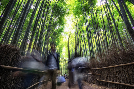 Arashiyama Bamboo Grove