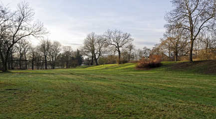 Deciduous trees and grass in the ground