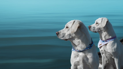 zwei hübsche labrador retriever hunde sitzen am blauen meer 