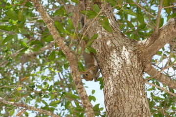 Fototapeta na wymiar Fluffy squirrel sitting in a tree with nuts