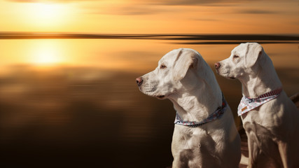 zwei hübsche labrador retriever hunde sitzen beim sonnenuntergang am meer 
