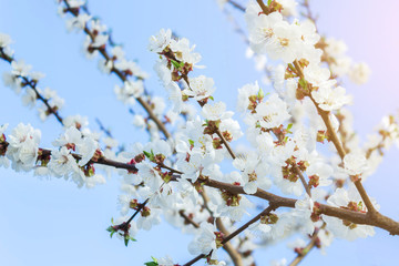 Flowering branches of cherry against the sky. Spring time.