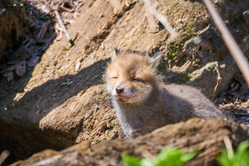 キタキツネの赤ちゃん
