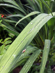 Obraz premium water droplets on leaf