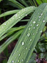 water droplets on leaf