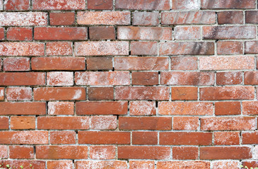 Old brick wall texture background in the garden