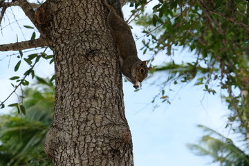 Fluffy squirrel sitting in a tree with nuts