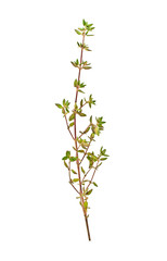 Sprig of thyme isolated on a white background