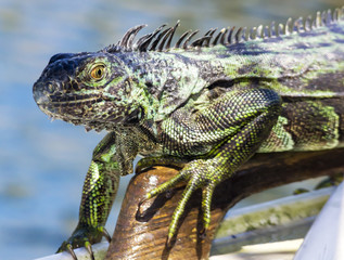 Green Iguana on sailboat