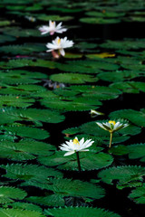 Lotus flower or waterlily among green leaves in deep water