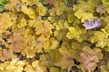Golden yellow grape leaves in autumn texture background