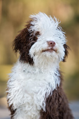 funny spanish water dog puppy portrait