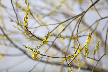 Spring branch with the first leaves
