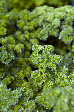 Full frame close-up fresh curly parsley leaves in garden