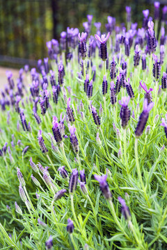 Purple Monet Dentate Lavender during its blossom in garden