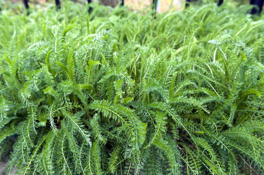 Lush leaves of Common Yarrow (Achillea millefolium) grow in herbal garden