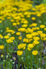 Yellow Buttercup flowers (Ranunculus) growing in the garden