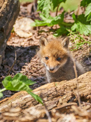 キタキツネの赤ちゃん
