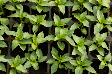 Seedlings of bell pepper in plastic boxes at greenhouse
