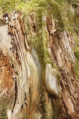 Morsches Holz / Baumstamm - vom Moos überwuchert