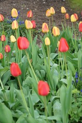 Endlich Frühling im Garten: rote und gelbe Tulpen 