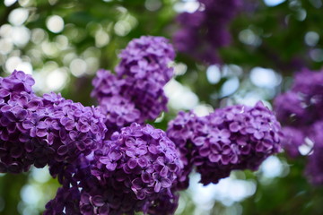 lilac
