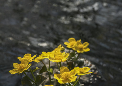 Kabbeleka en gul blomma som växer i kanten av vattendrag