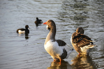 Greylag goose in beautiful Spring sunrise light on lake