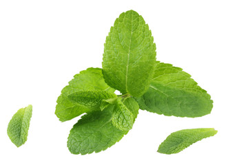 Mint leaf green plants isolated on white background, peppermint aromatic properties of strong teeth