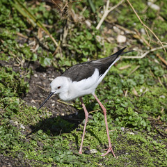 Long legged black winged stilt himantopus himantopus pied stilt grazing in Spring sunshine on riverbank