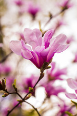 decoration of few magnolia flowers. pink magnolia flower. Magnolia. Magnolia flower, spring branch
