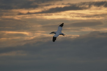 Basstölpel Helgoland