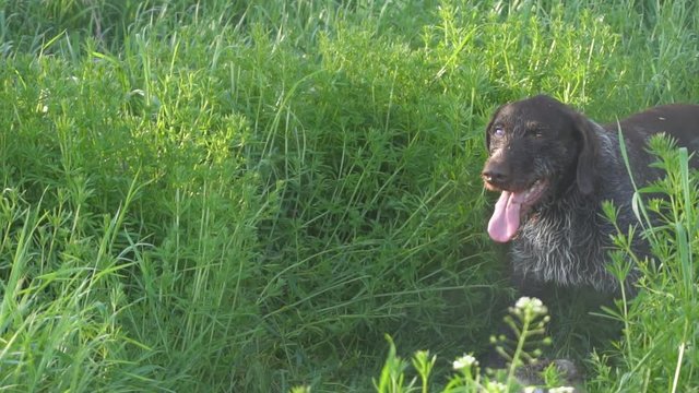 Hunting dog with a catch, wild hare. Hunting scene. Slow motion.