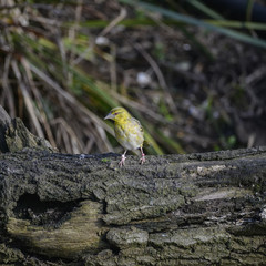 Beautiful colorful vibrant Village Weaver bird in Spring sunlight stood on log