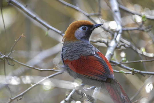 Beautiful Red Tailed Laughing Thrush bird Trochalopteron Milner perched in tree in Spring sunlight